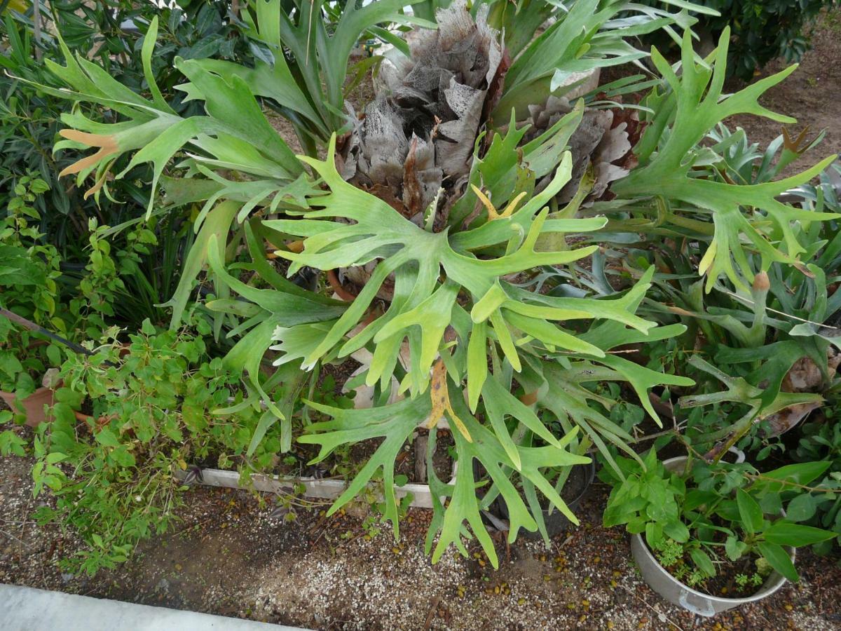 Villa Yucca Avola Exterior foto
